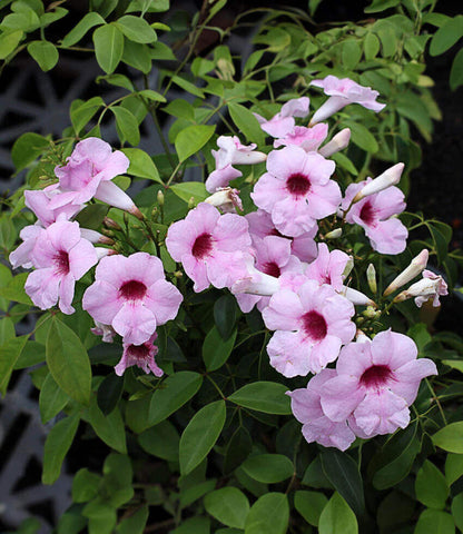 Pandorea jasminoides - Pink Supreme Annie's Annuals Annie's Annuals and Perennials