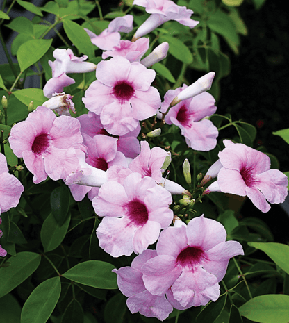 Pandorea jasminoides - Pink Supreme Annie's Annuals Annie's Annuals and Perennials