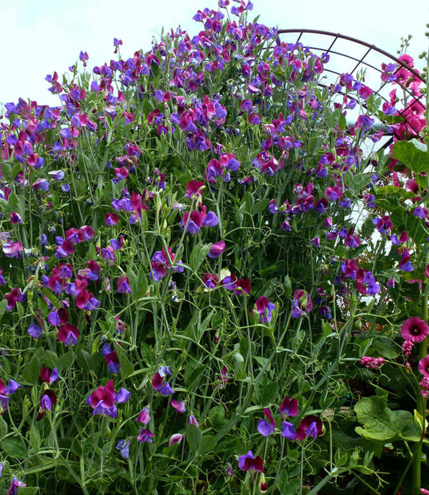 Lathyrus Odoratus - Cupani Annie's Annuals Annie's Annuals and Perennials