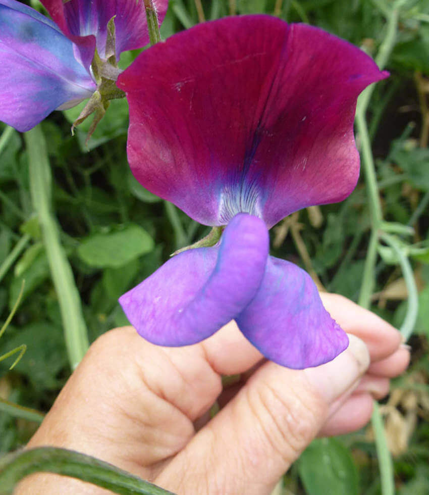 Lathyrus Odoratus - Cupani Annie's Annuals Annie's Annuals and Perennials