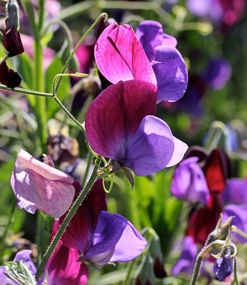Lathyrus Odoratus - Cupani Annie's Annuals Annie's Annuals and Perennials