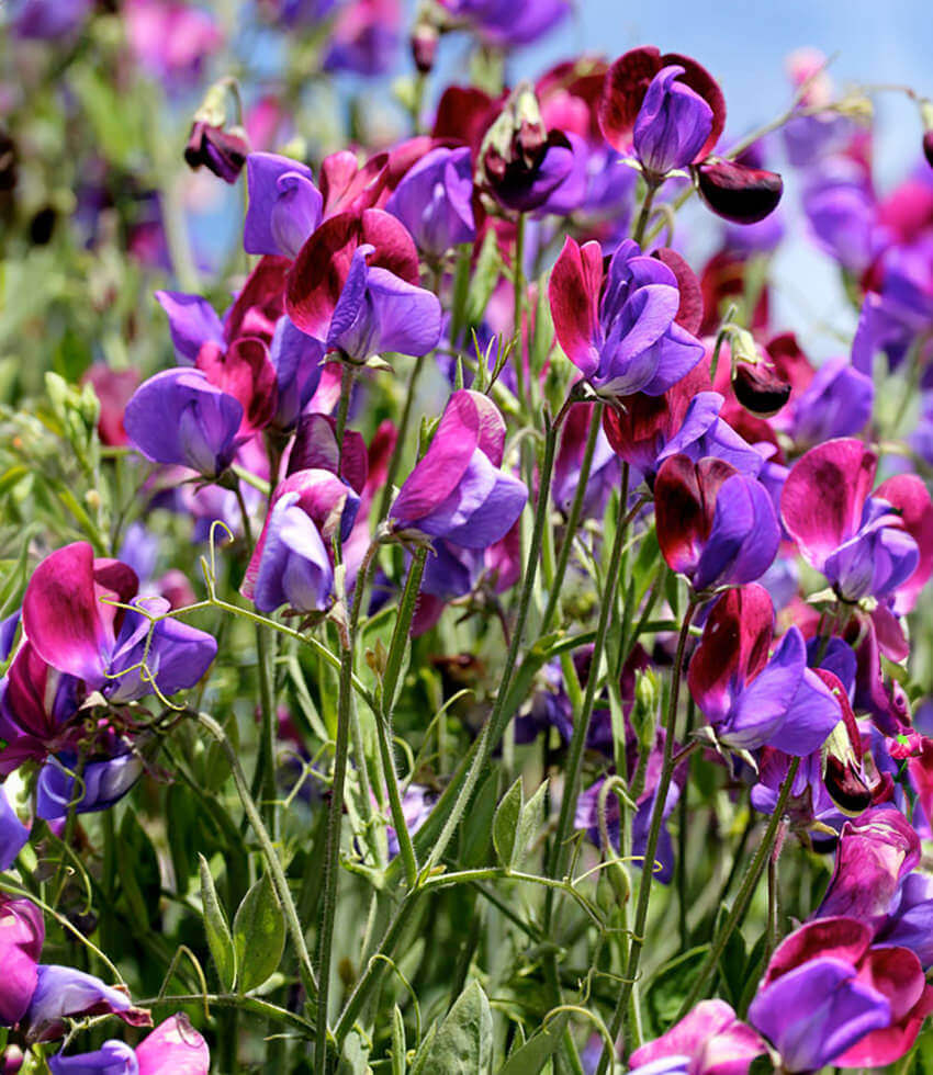 Lathyrus Odoratus - Cupani Annie's Annuals Annie's Annuals and Perennials