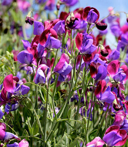 Lathyrus Odoratus - Cupani Annie's Annuals Annie's Annuals and Perennials