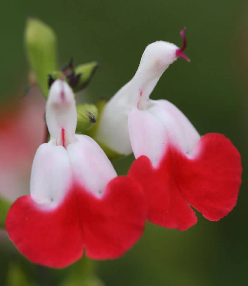 Salvia x - Hot Lips Annie's Annuals Annie's Annuals and Perennials