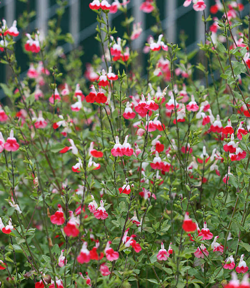 Salvia x - Hot Lips Annie's Annuals Annie's Annuals and Perennials