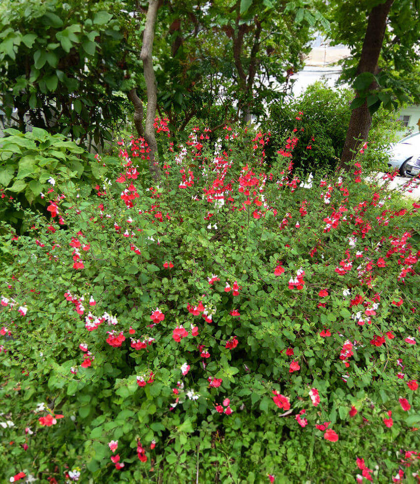 Salvia x - Hot Lips Annie's Annuals Annie's Annuals and Perennials