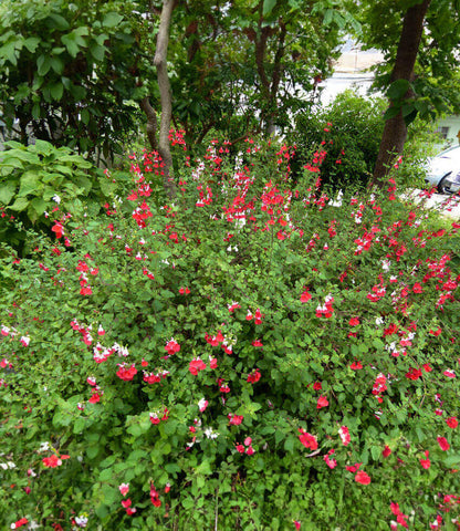 Salvia x - Hot Lips Annie's Annuals Annie's Annuals and Perennials