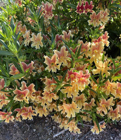 Mimulus - Changeling Annie's Annuals Annie's Annuals and Perennials