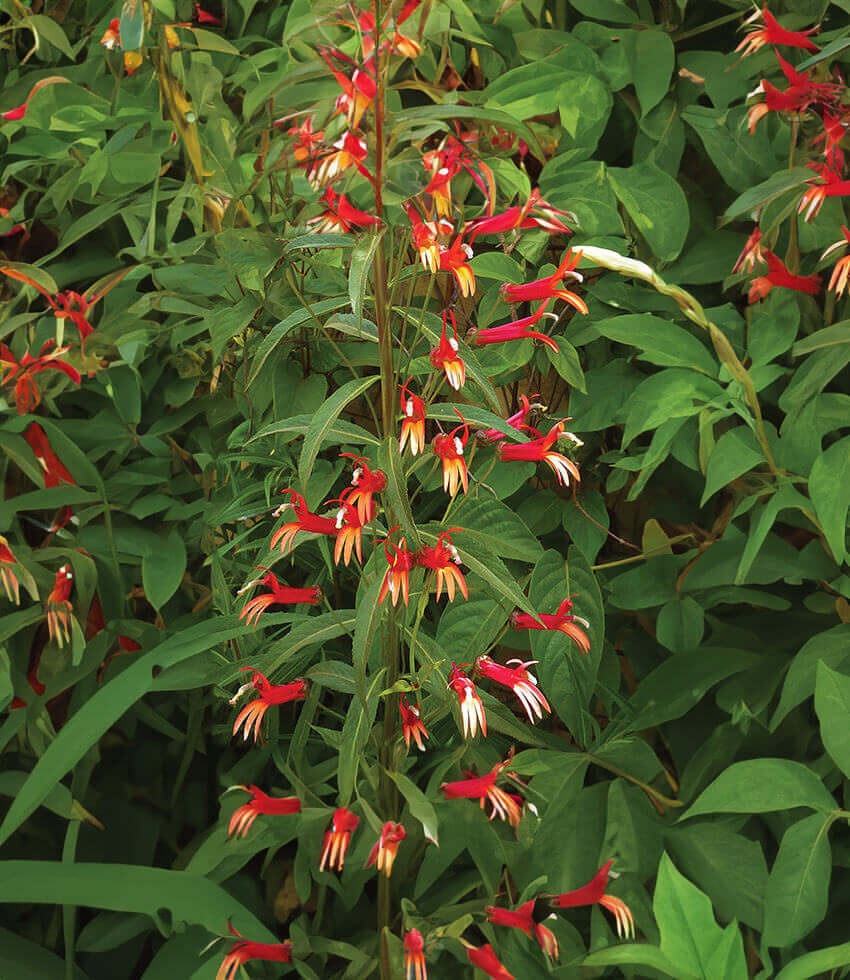 Lobelia aguana Annie's Annuals Annie's Annuals and Perennials