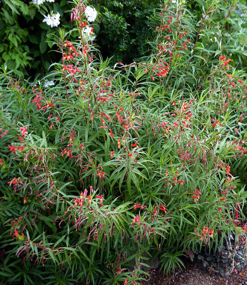 Lobelia aguana Annie's Annuals Annie's Annuals and Perennials
