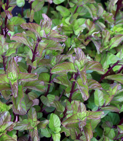 Mint - Lavender Mint Annie's Annuals Annie's Annuals and Perennials