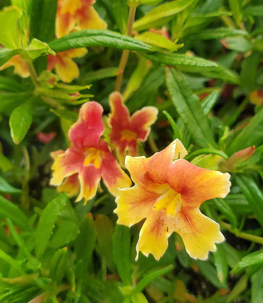 Mimulus - Changeling Annie's Annuals Annie's Annuals and Perennials