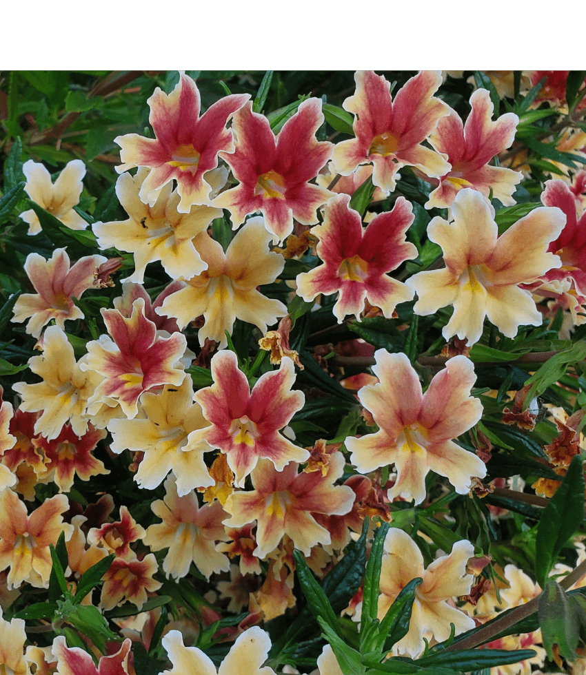 Mimulus - Changeling Annie's Annuals Annie's Annuals and Perennials