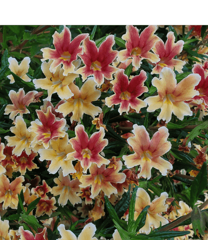 Mimulus - Changeling Annie's Annuals Annie's Annuals and Perennials
