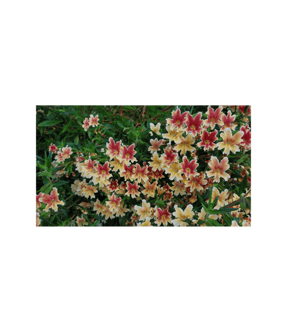 Mimulus - Changeling Annie's Annuals Annie's Annuals and Perennials