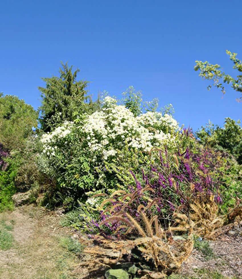 Montanoa grandiflora - Tree Daisy Annie's Annuals Annie's Annuals and Perennials