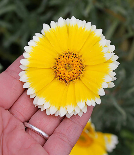 Layia Platyglossa - Tidy Tips Annie's Annuals Annie's Annuals and Perennials