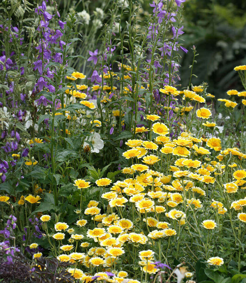 Layia Platyglossa - Tidy Tips Annie's Annuals Annie's Annuals and Perennials