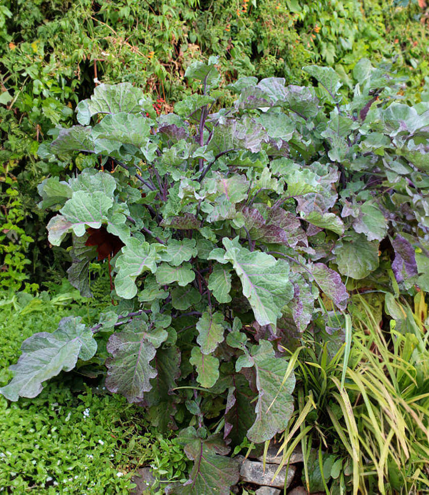 Kale - Richmond's Pride / Purple Tree Collard Annie's Annuals Annie's Annuals and Perennials
