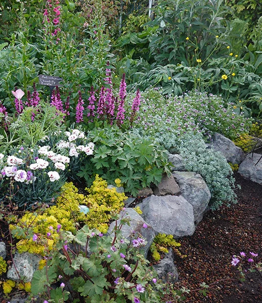 Kale - Richmond's Pride / Purple Tree Collard Annie's Annuals Annie's Annuals and Perennials