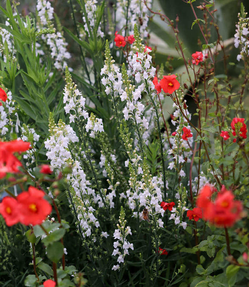 Linaria purpurea - Alba Annie's Annuals Annie's Annuals and Perennials
