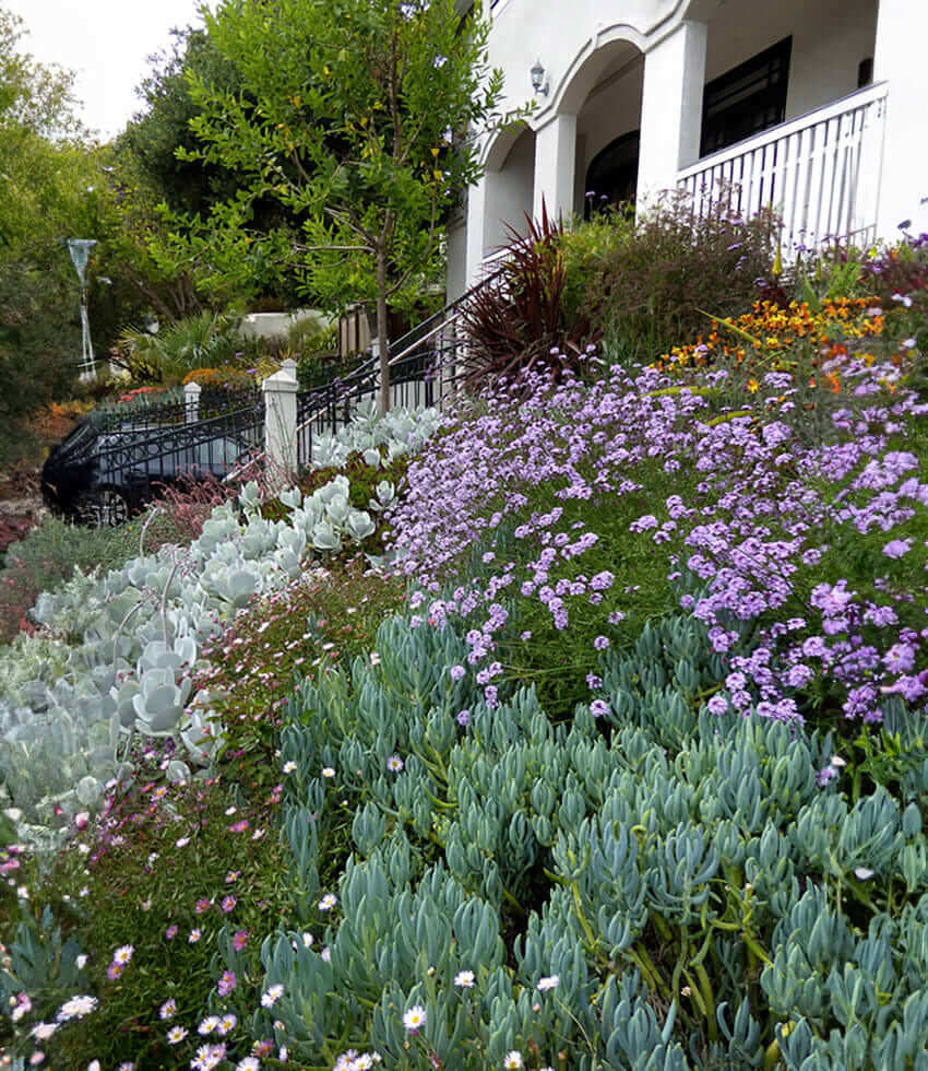 Senecio mandraliscae Annie's Annuals Annie's Annuals and Perennials