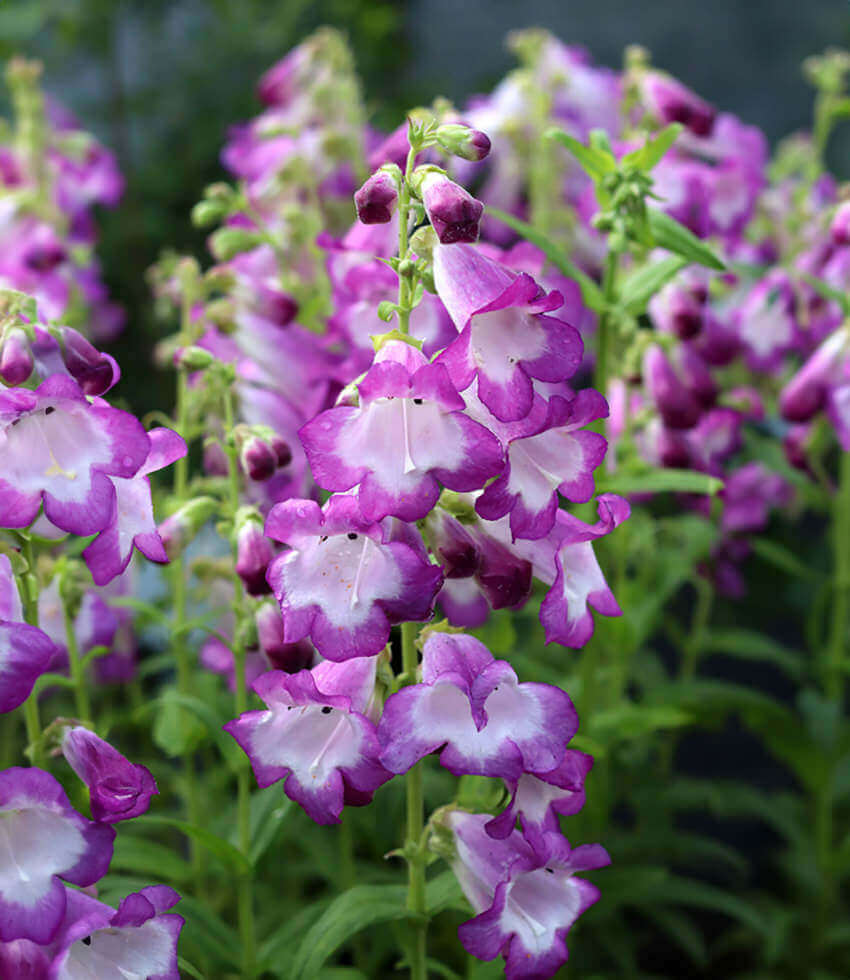 Penstemon x gloxinioides - Violet Kissed Annie's Annuals Annie's Annuals and Perennials