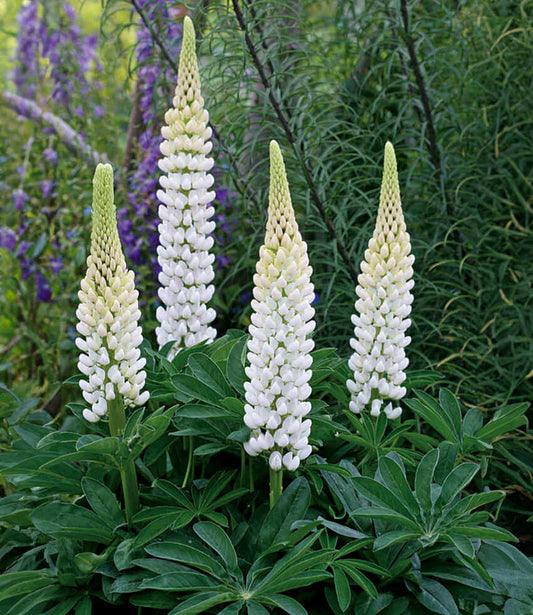 Lupinus regalis - Gallery White Annie's Annuals Annie's Annuals and Perennials