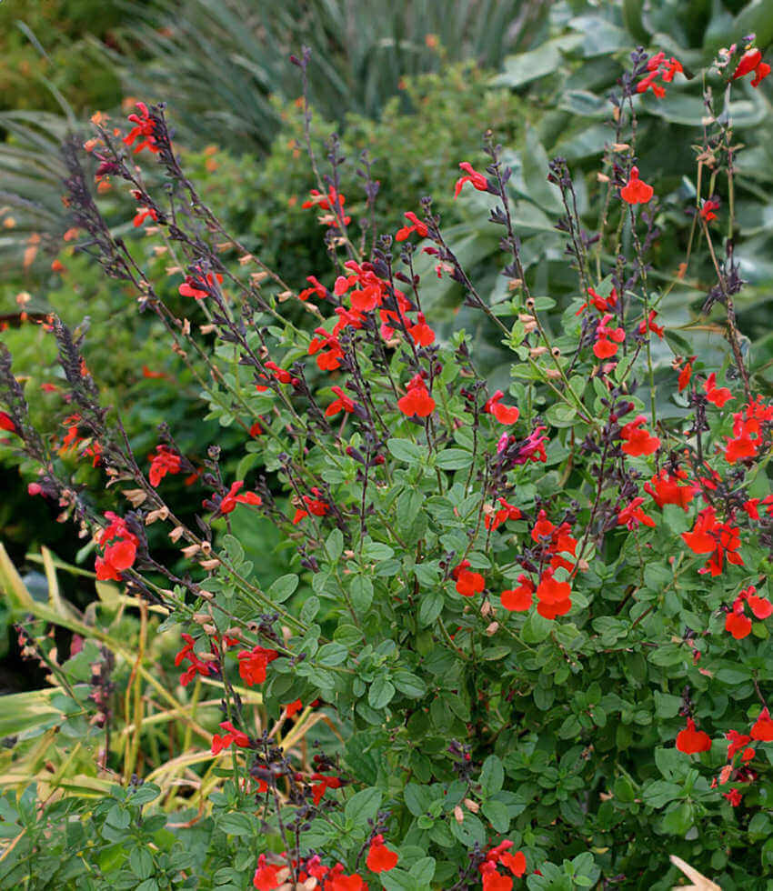 Salvia Greggii - Royal Bumble Annie's Annuals Annie's Annuals and Perennials
