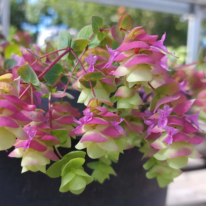 Origanum - Barbara Tingey Annie's Annuals Annie's Annuals and Perennials