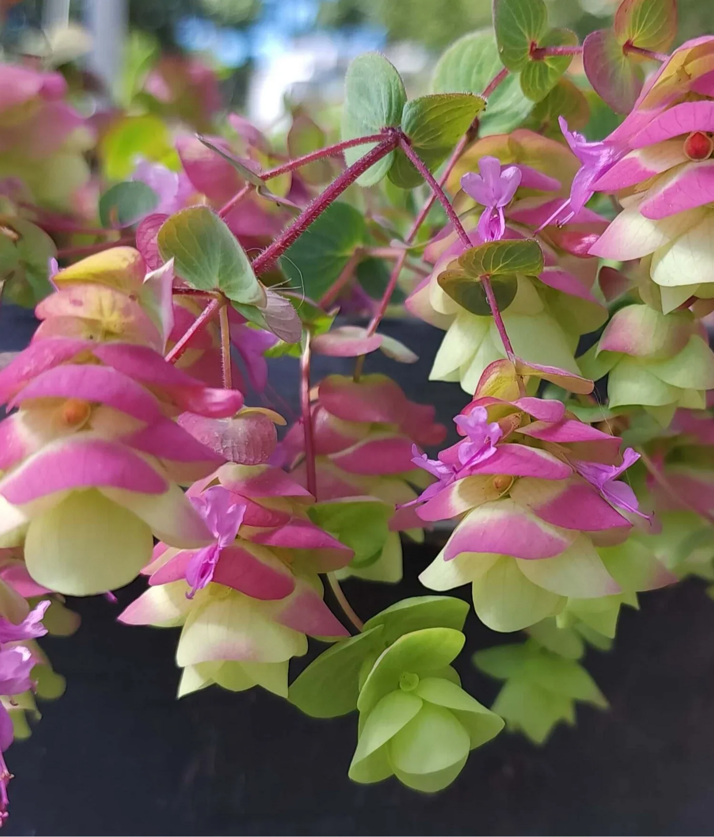 Origanum - Barbara Tingey Annie's Annuals Annie's Annuals and Perennials