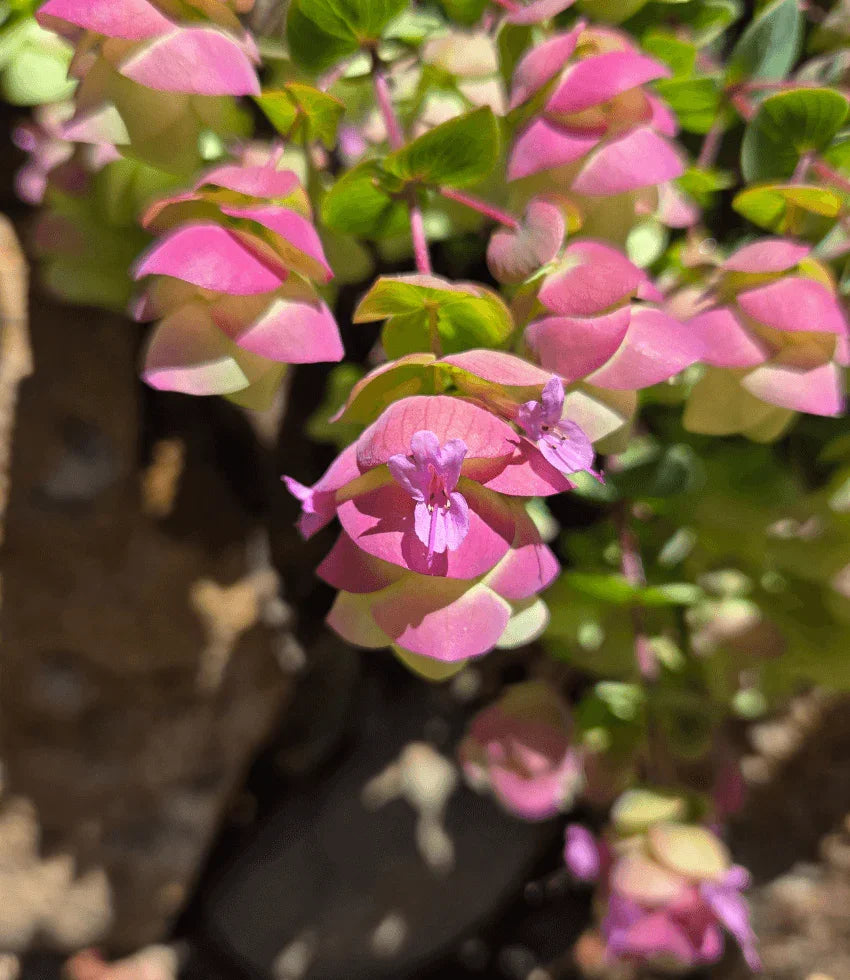 Origanum - Barbara Tingey Annie's Annuals Annie's Annuals and Perennials