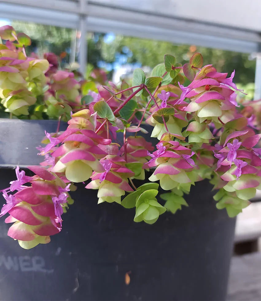 Origanum - Barbara Tingey Annie's Annuals Annie's Annuals and Perennials