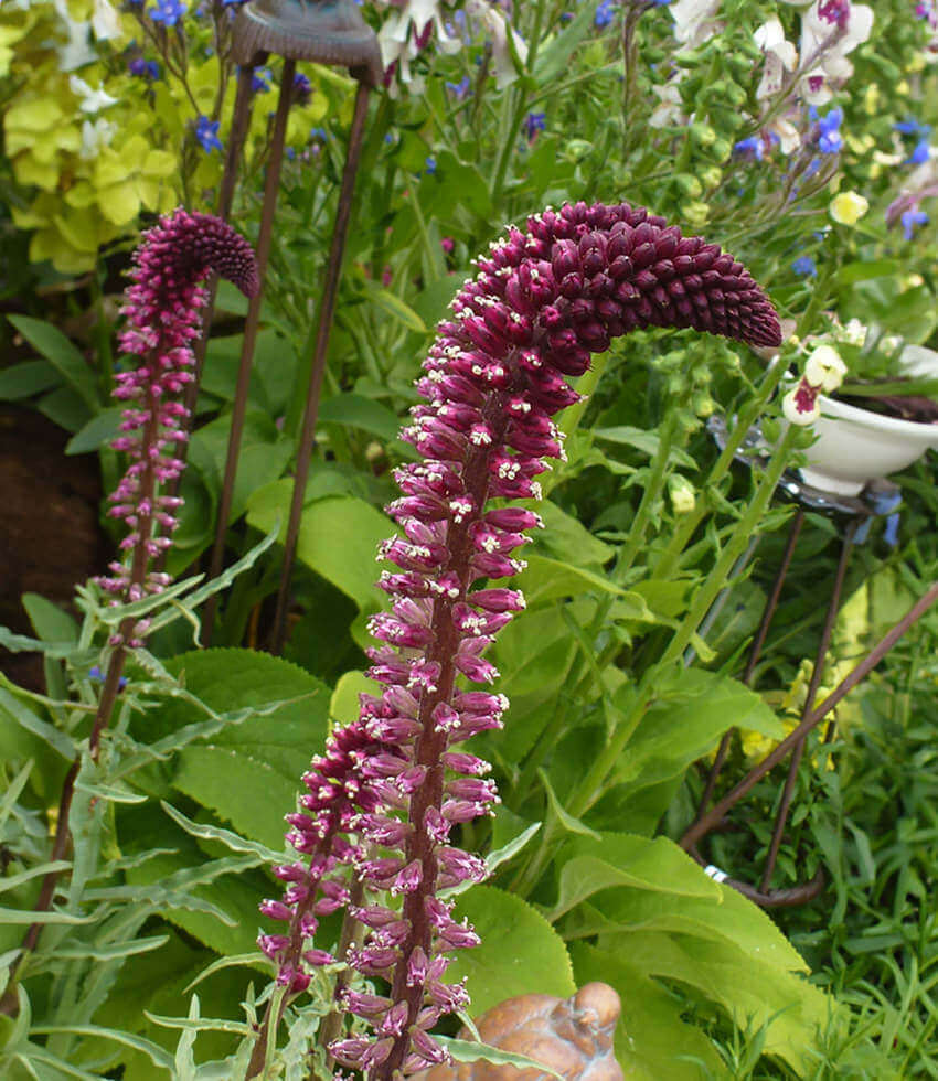 Lysimachia atropurpurea - Burgundy Loosestrife Annie's Annuals Annie's Annuals and Perennials