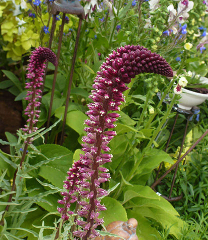 Lysimachia atropurpurea - Burgundy Loosestrife Annie's Annuals Annie's Annuals and Perennials