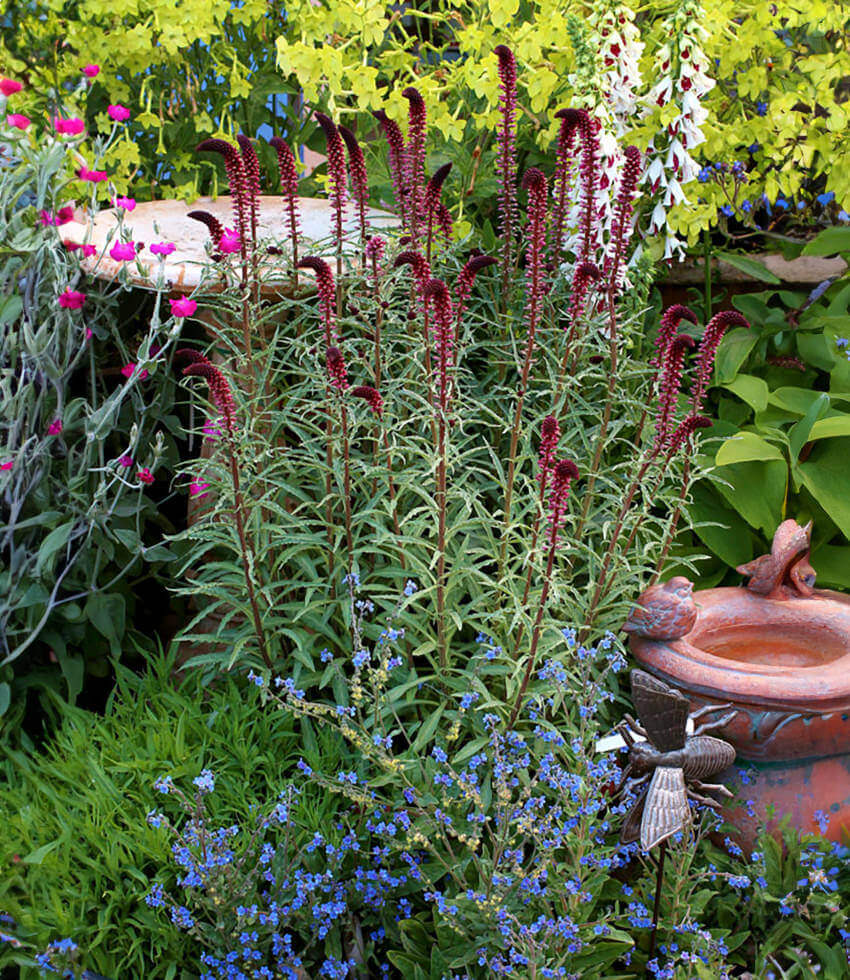 Lysimachia atropurpurea - Burgundy Loosestrife Annie's Annuals Annie's Annuals and Perennials