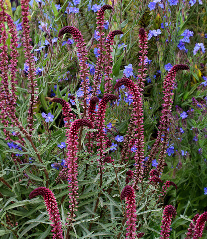 Lysimachia atropurpurea - Burgundy Loosestrife Annie's Annuals Annie's Annuals and Perennials