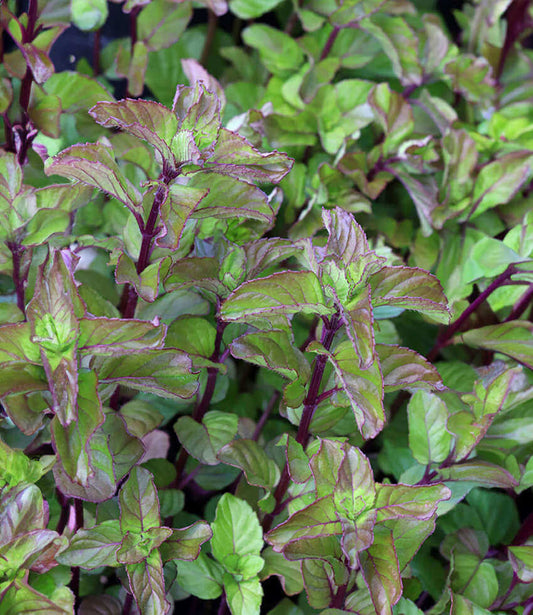 Mint - Lavender Mint Annie's Annuals Annie's Annuals and Perennials