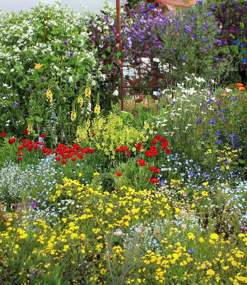 Papaver Commutatum - Ladybird Annie's Annuals Annie's Annuals and Perennials