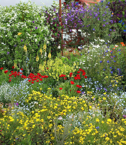 Papaver Commutatum - Ladybird Annie's Annuals Annie's Annuals and Perennials