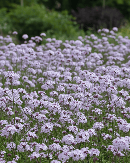 Verbena lilacina 'Paseo Rancho' | Lilac Verbena | Annie's Annuals Annie's Annuals Annie's Annuals and Perennials