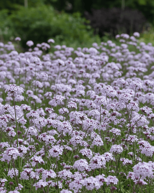 Verbena lilacina 