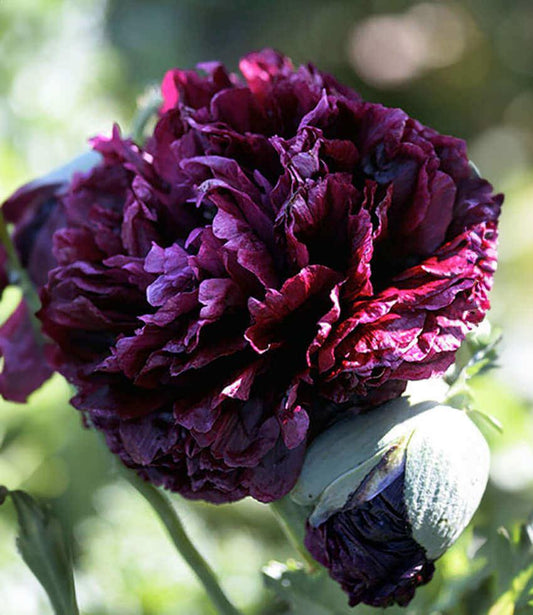 Papaver Hybridum - Black Peony Annie's Annuals Annie's Annuals and Perennials
