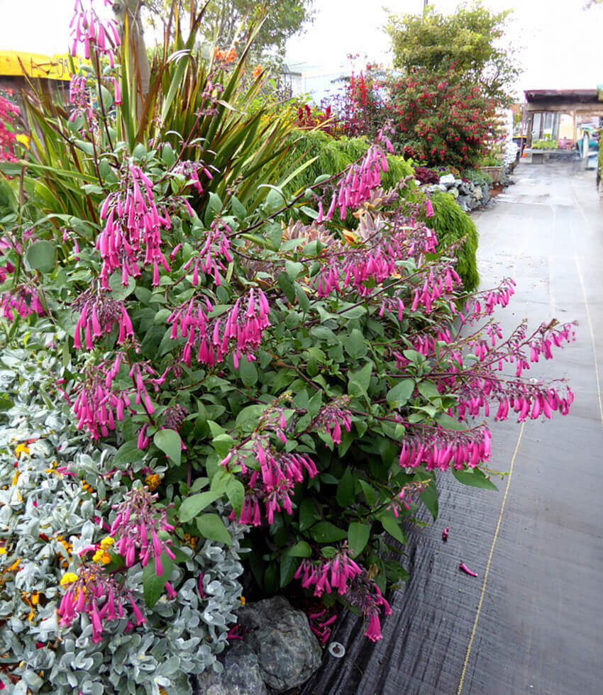 Phygelius capensis - Magenta Annie's Annuals Annie's Annuals and Perennials