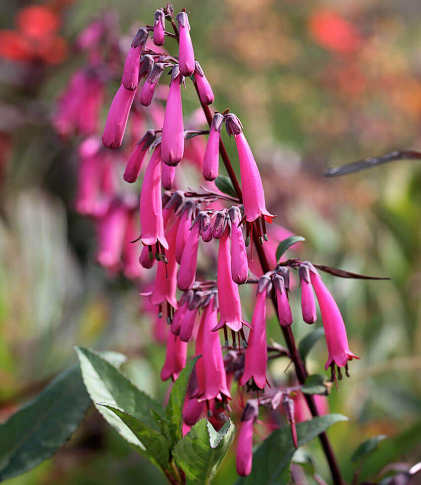 Phygelius capensis - Magenta Annie's Annuals Annie's Annuals and Perennials