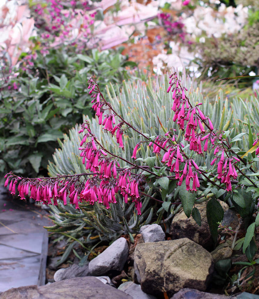 Phygelius capensis - Magenta Annie's Annuals Annie's Annuals and Perennials