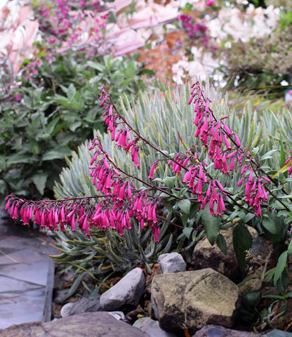 Phygelius capensis - Magenta Annie's Annuals Annie's Annuals and Perennials