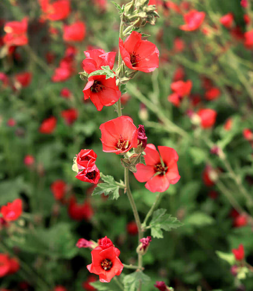 Sphaeralcea - Newleaze Coral Annie's Annuals Annie's Annuals and Perennials
