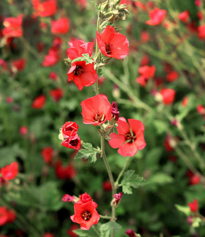 Sphaeralcea - Newleaze Coral Annie's Annuals Annie's Annuals and Perennials