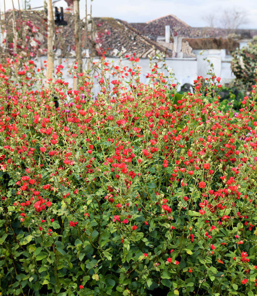 Sphaeralcea - Newleaze Coral Annie's Annuals Annie's Annuals and Perennials